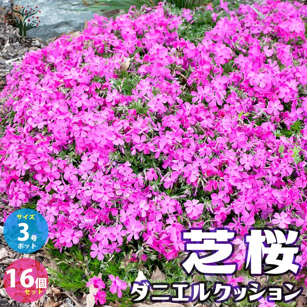 Amazon.co.jp: ITANSE 芝桜 ダニエルクッション (濃ピンク色) 3